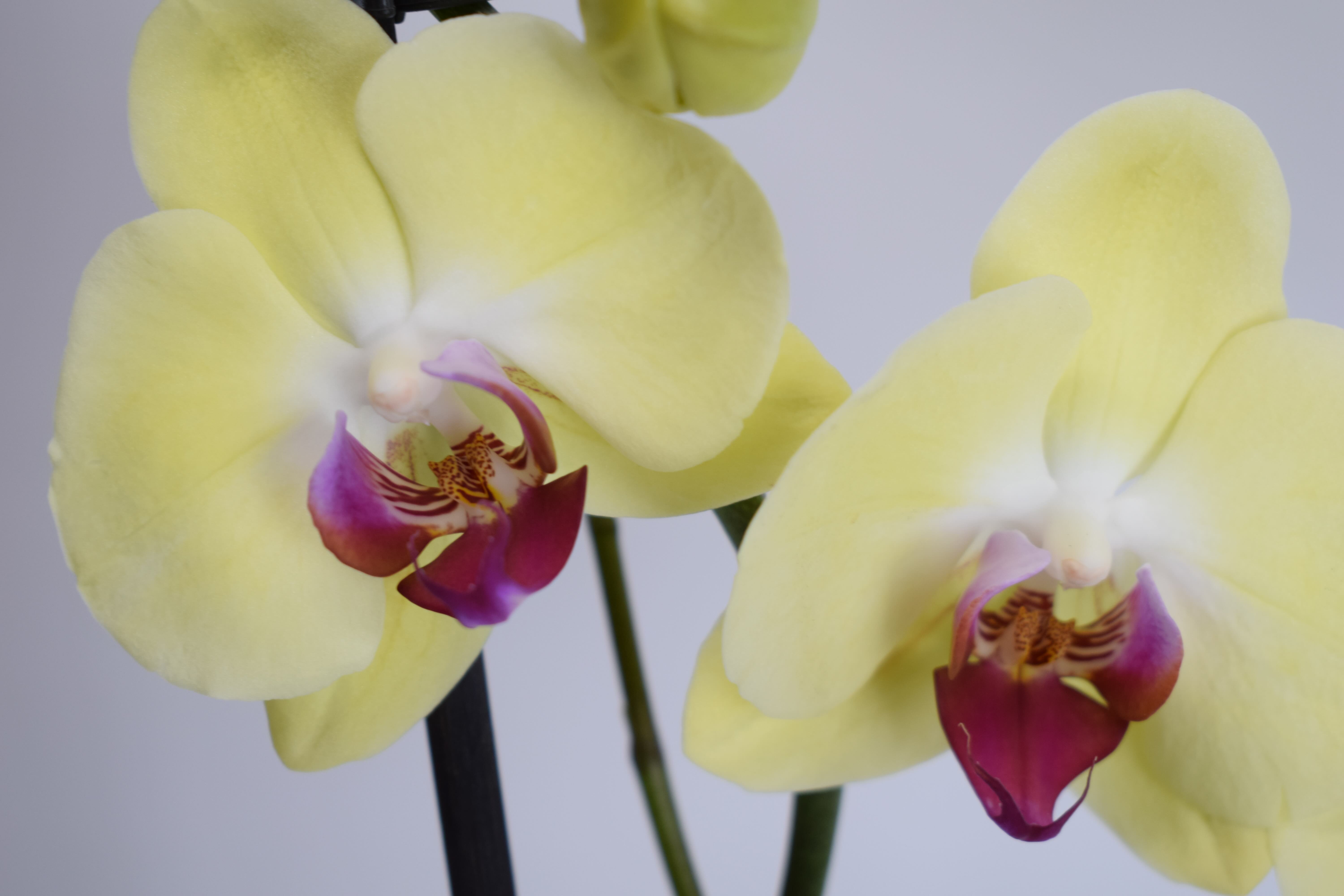 Orquídeas, otra forma de enviar flores a domicilio