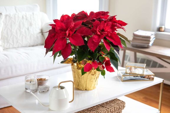 ¡Luz y color para tu Navidad con Poinsettias!